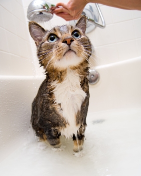 gato banho